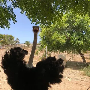  Séjour à la ferme Finca Avestruz